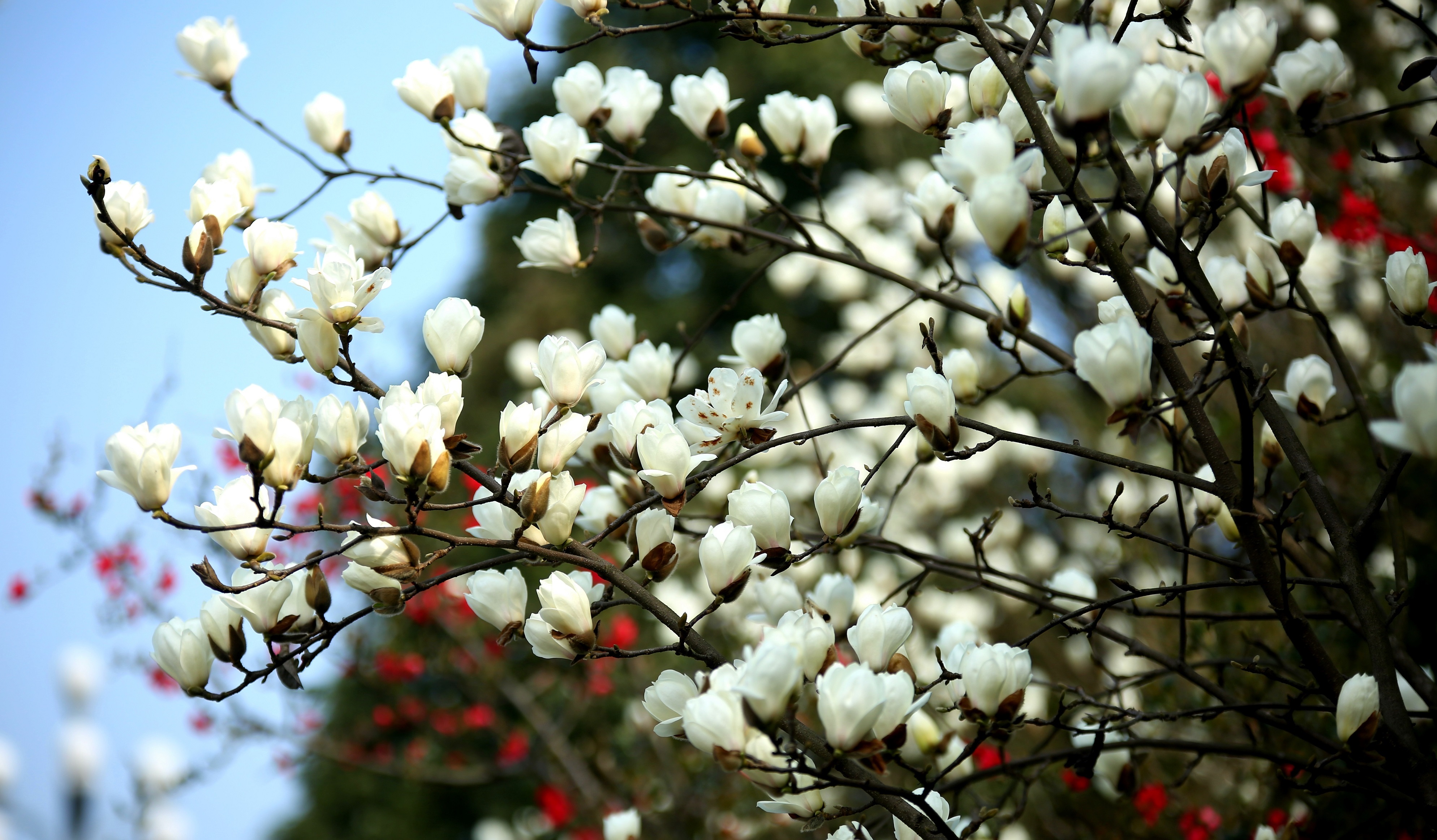 春暖花开 荣昌黄金大道美景如画