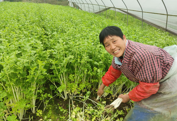 一--西彭镇元明村村民正在采摘芹菜。-记者邬姜-摄