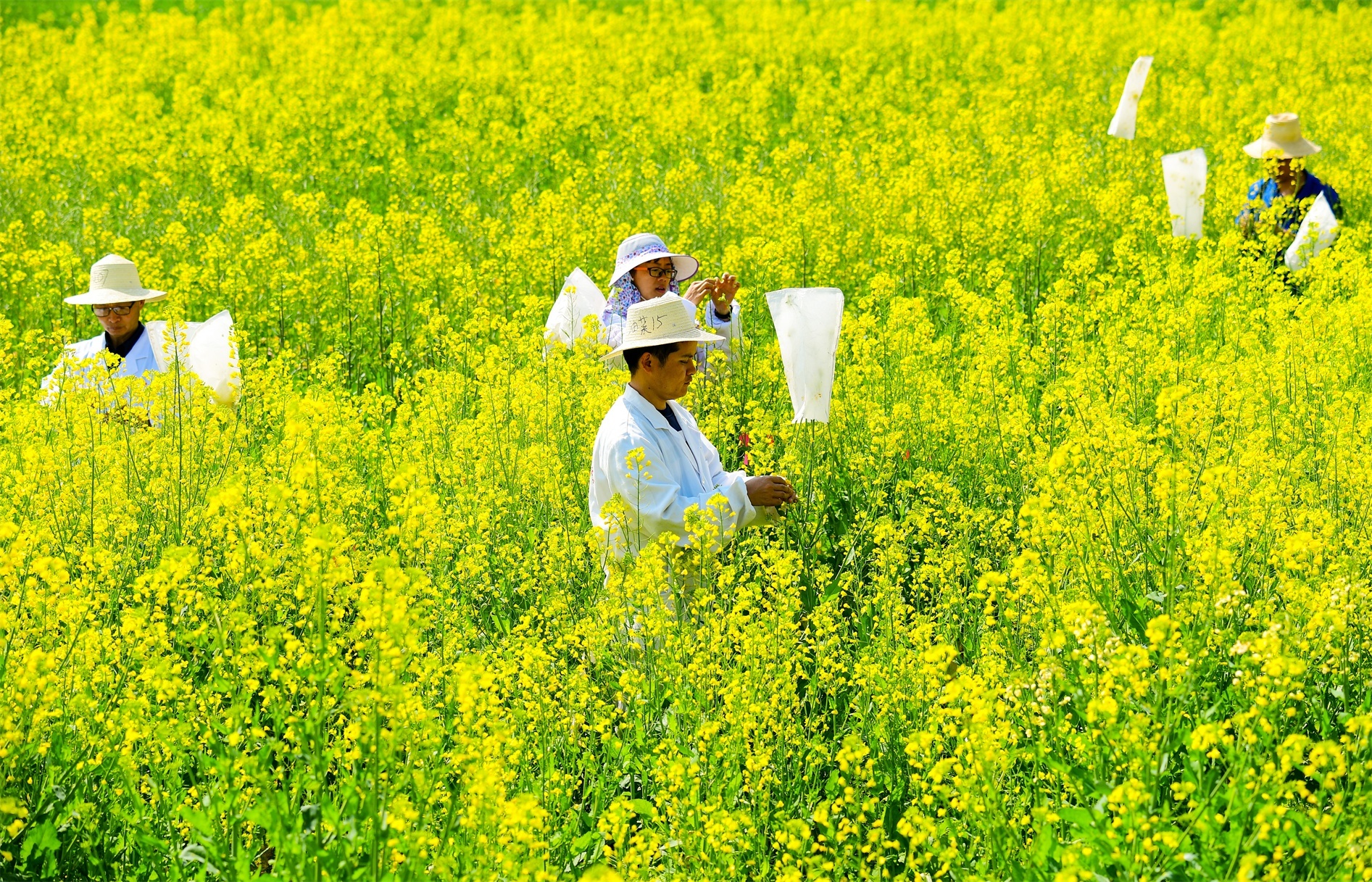 2月22日,重慶市萬州區甘寧鎮油菜基地,成片的油菜花爭相綻放.