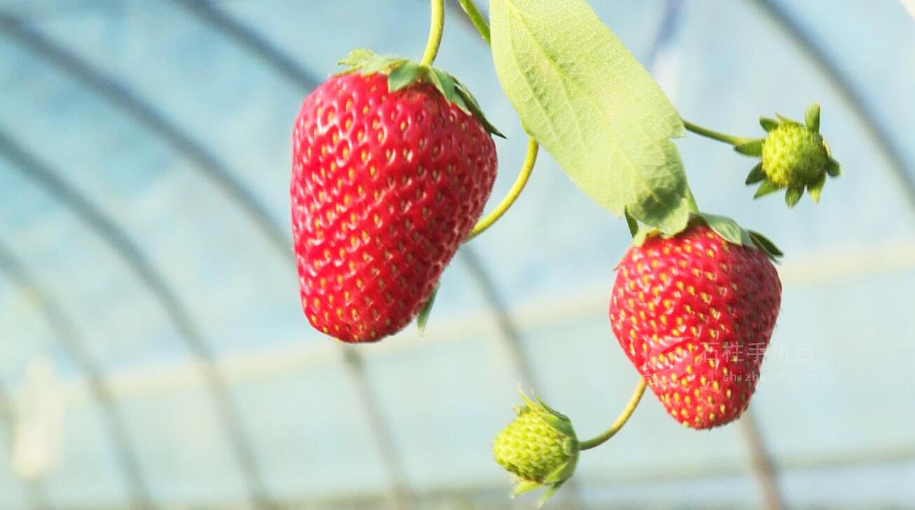 石柱：春日采摘草莓  享受田园时光