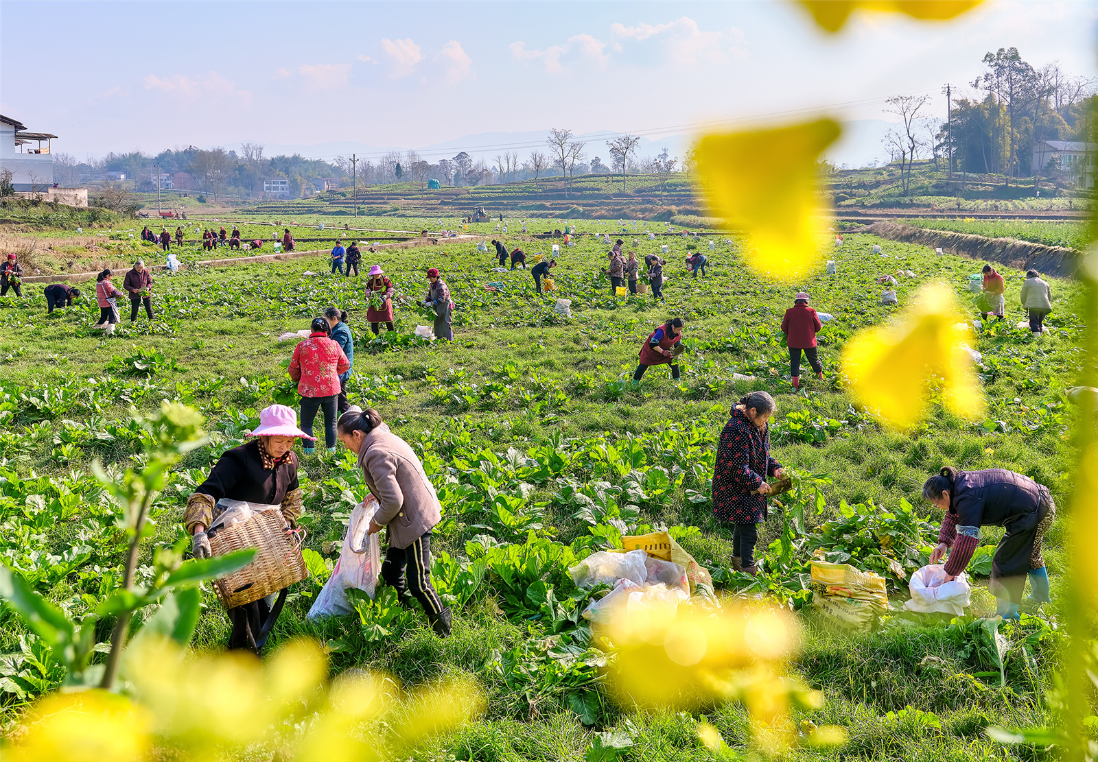 重庆垫江15万亩榨菜喜获丰收