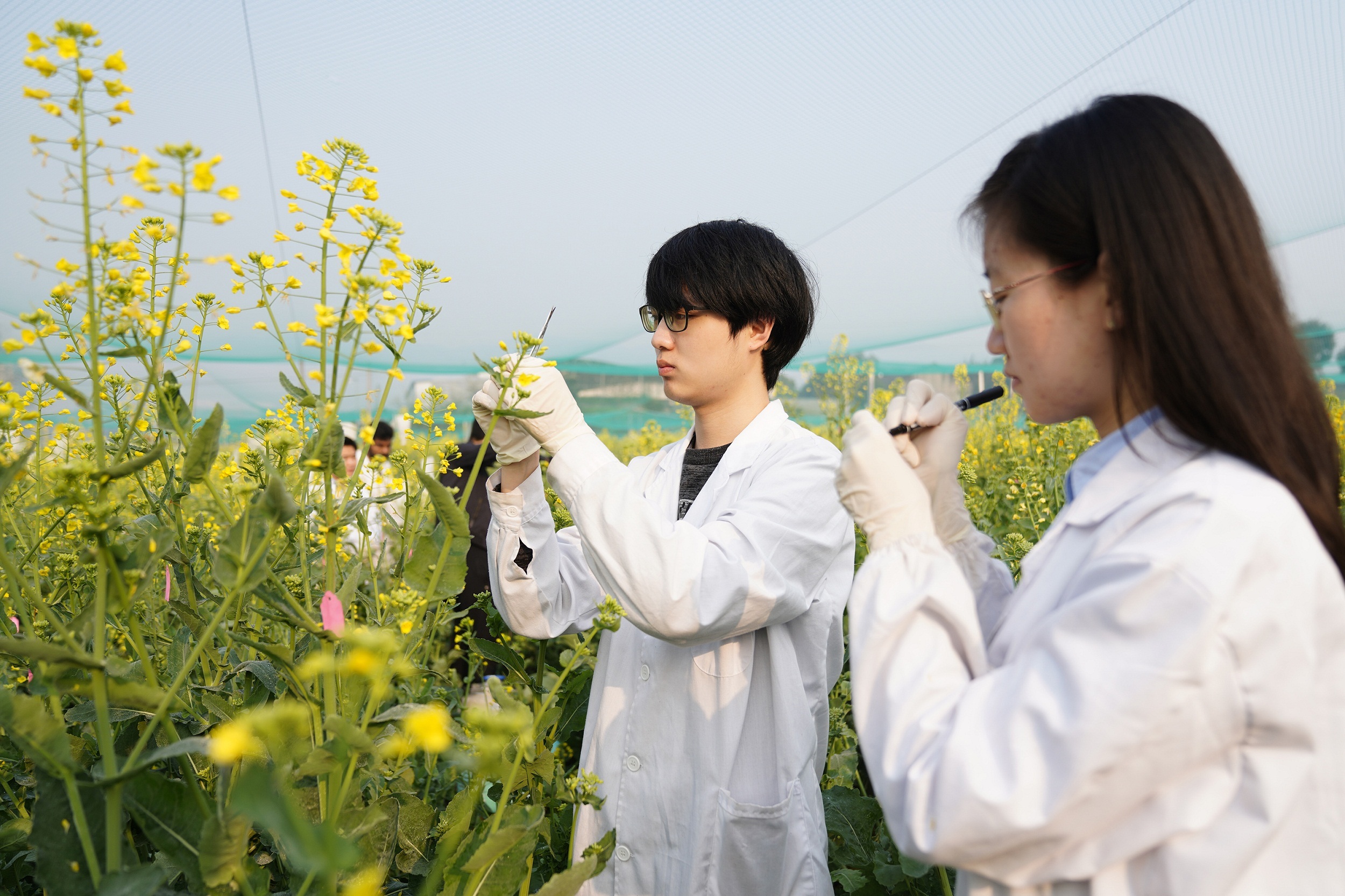 學院的農學專家帶領學生和技術工人搶抓農時,推進油菜科研和育種工作