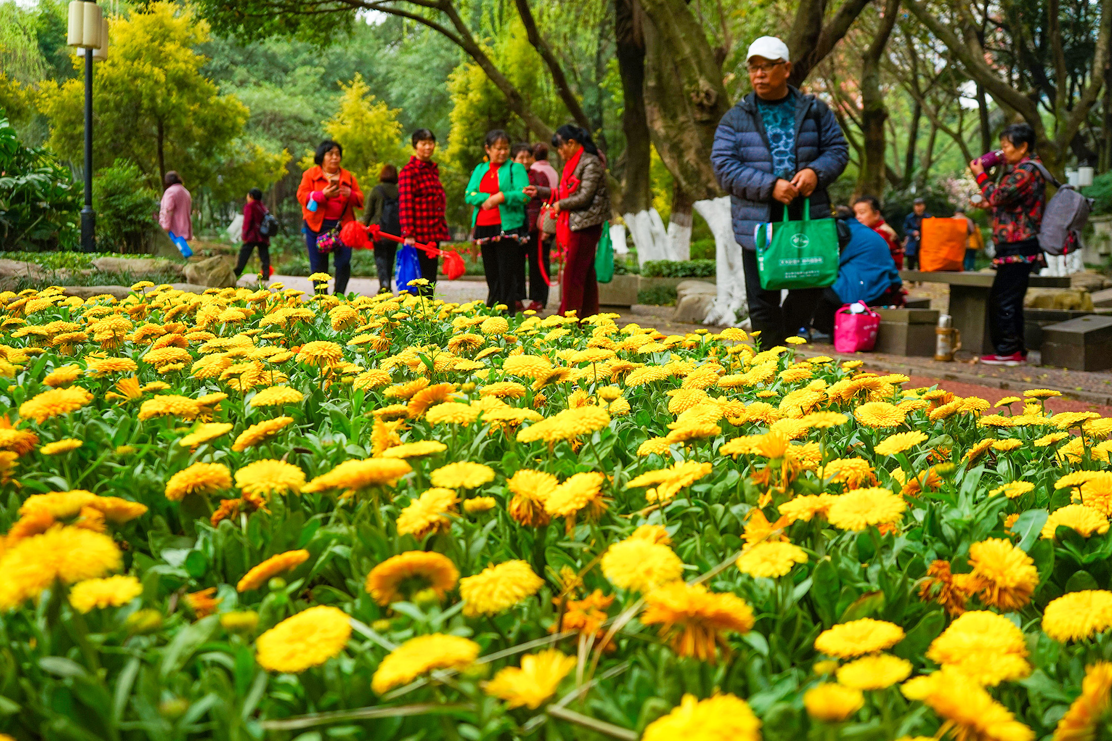 重庆春游好去处赏花图片