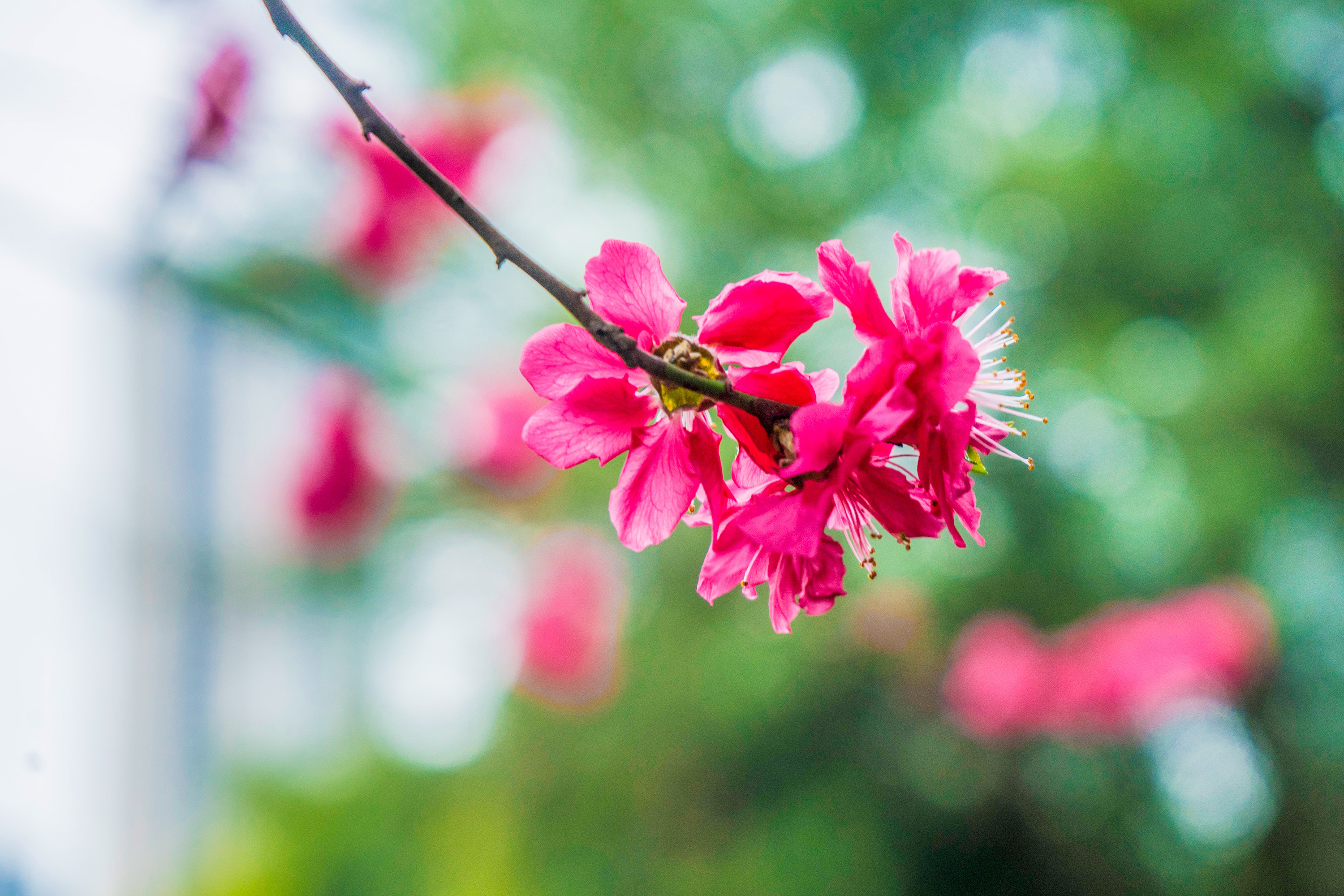 重庆大渡口:春花扮靓城市 赏花正当时