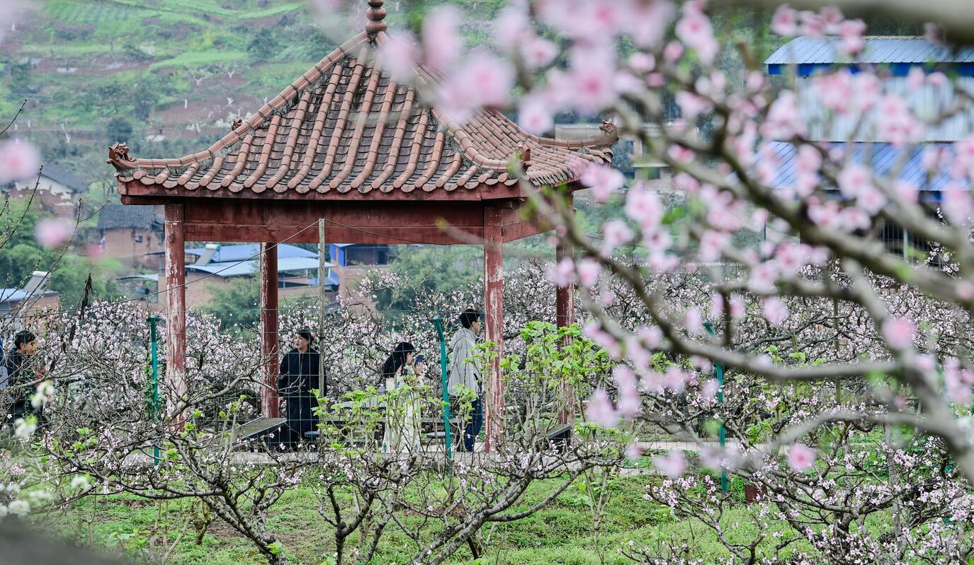 重庆巴南:在那桃花盛开的地方