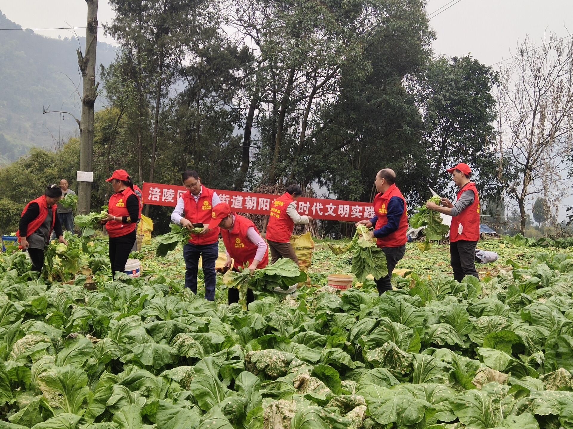 2021年2月23日江东街道朝阳村组织志愿者为村民收砍菜头.jpg