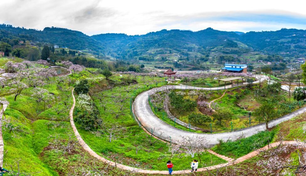 2月28日,在巴南区鱼洞街道仙池村千亩香桃基地,桃花在春风中悄然绽放