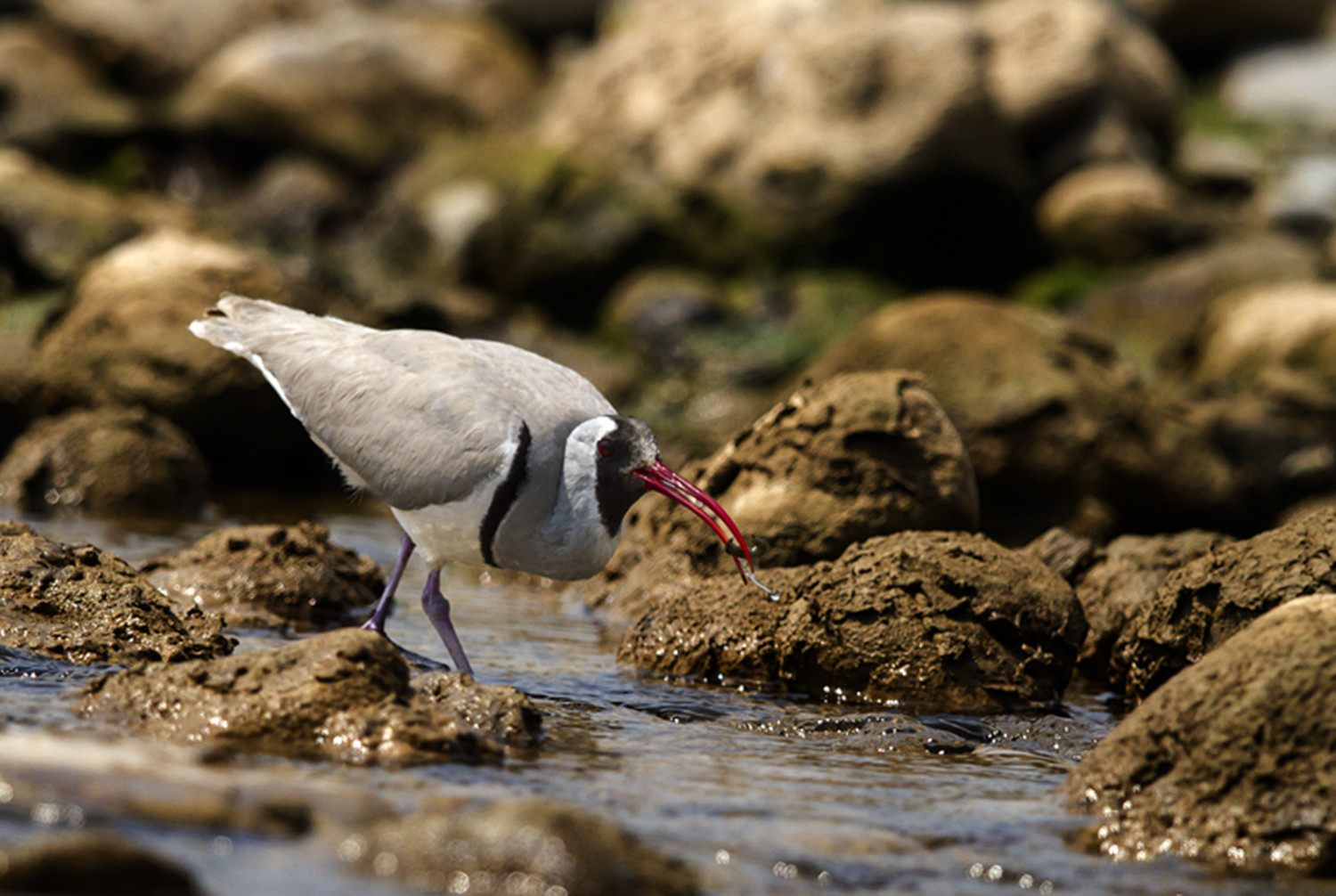城口任河流域再现国家二级保护动物鹮嘴鹬