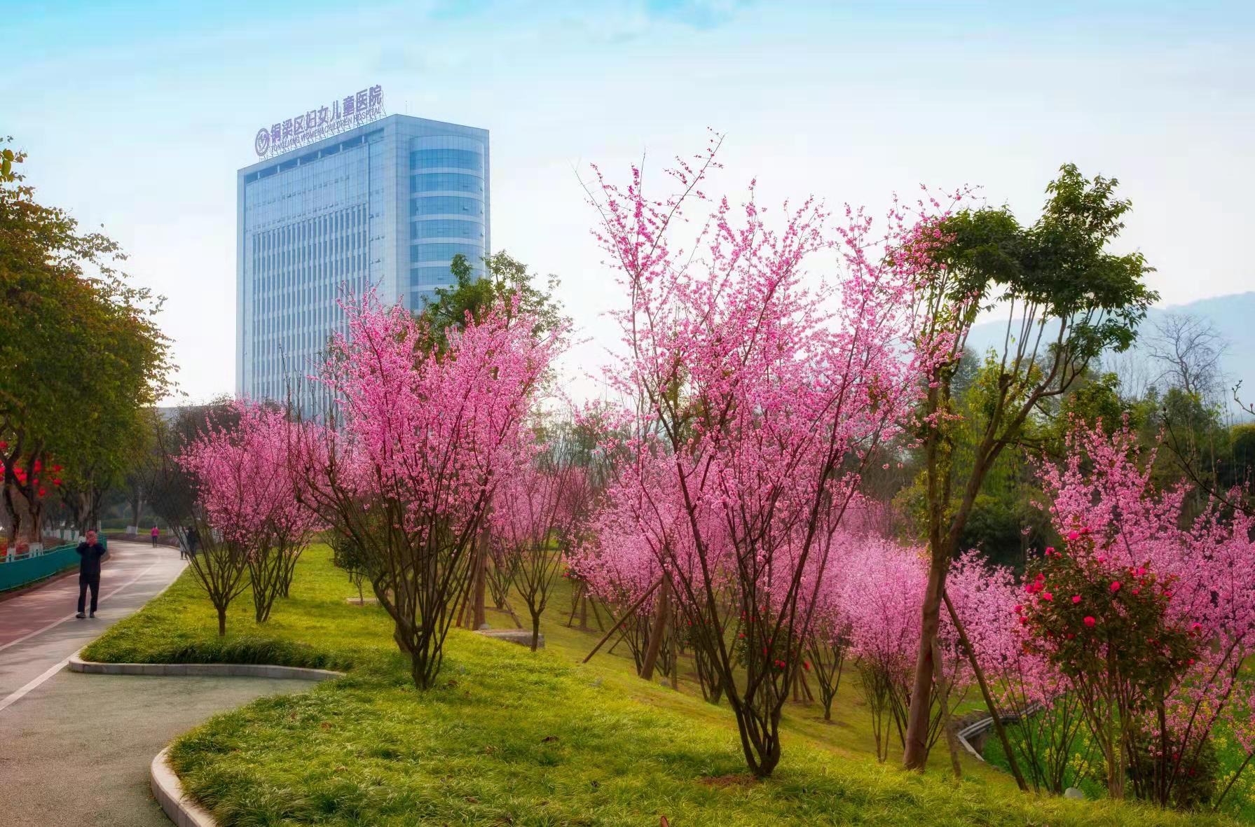 花开满城.(周发乔摄)