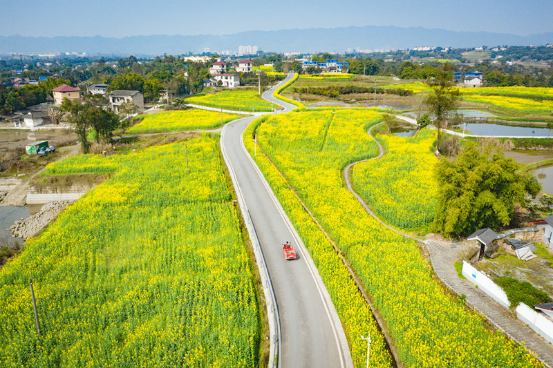 踏青就去西彭镇新民村油菜花田.(摄影:陈林)