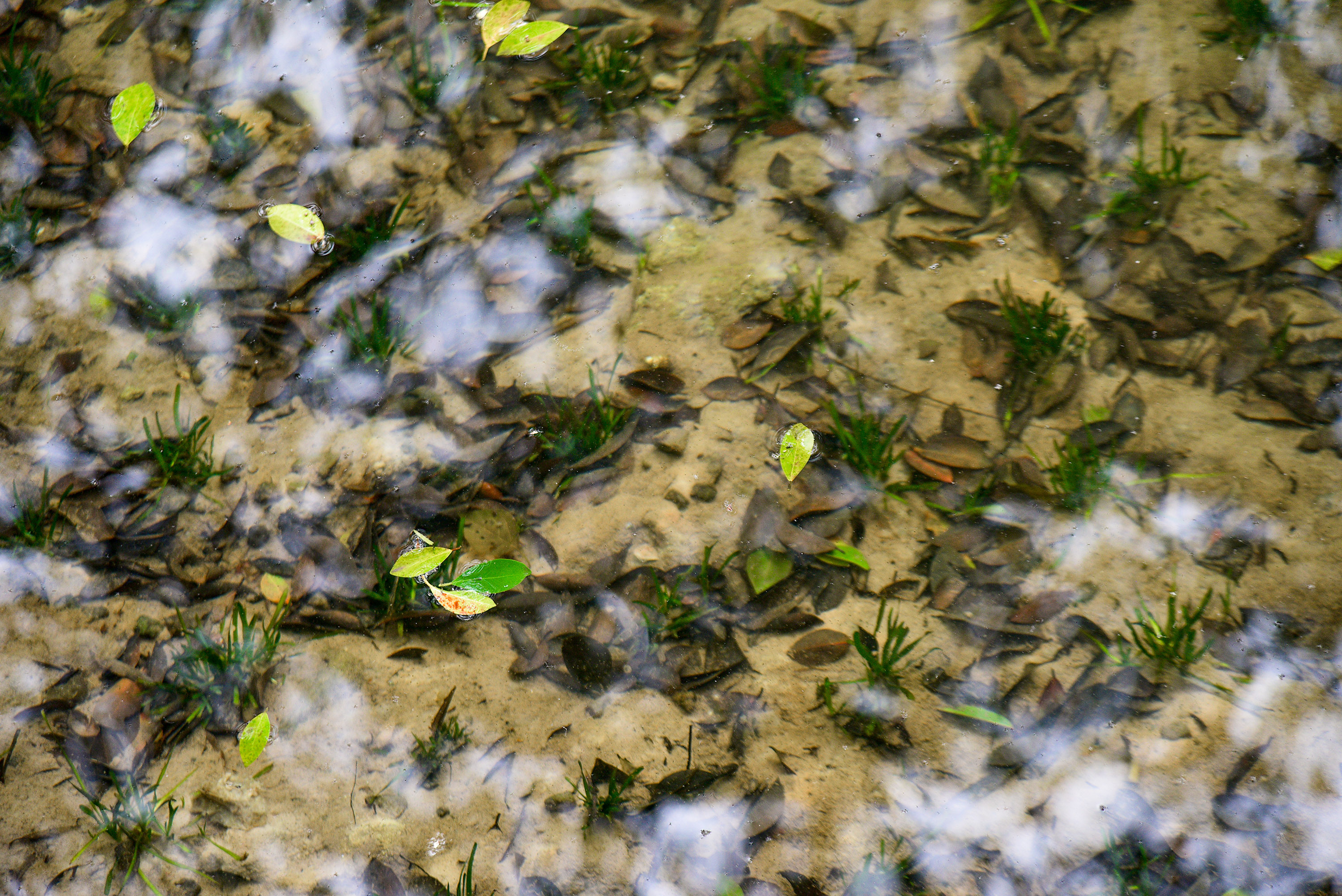 大渡口公园草绿水清 水体透明度达1.5米以上