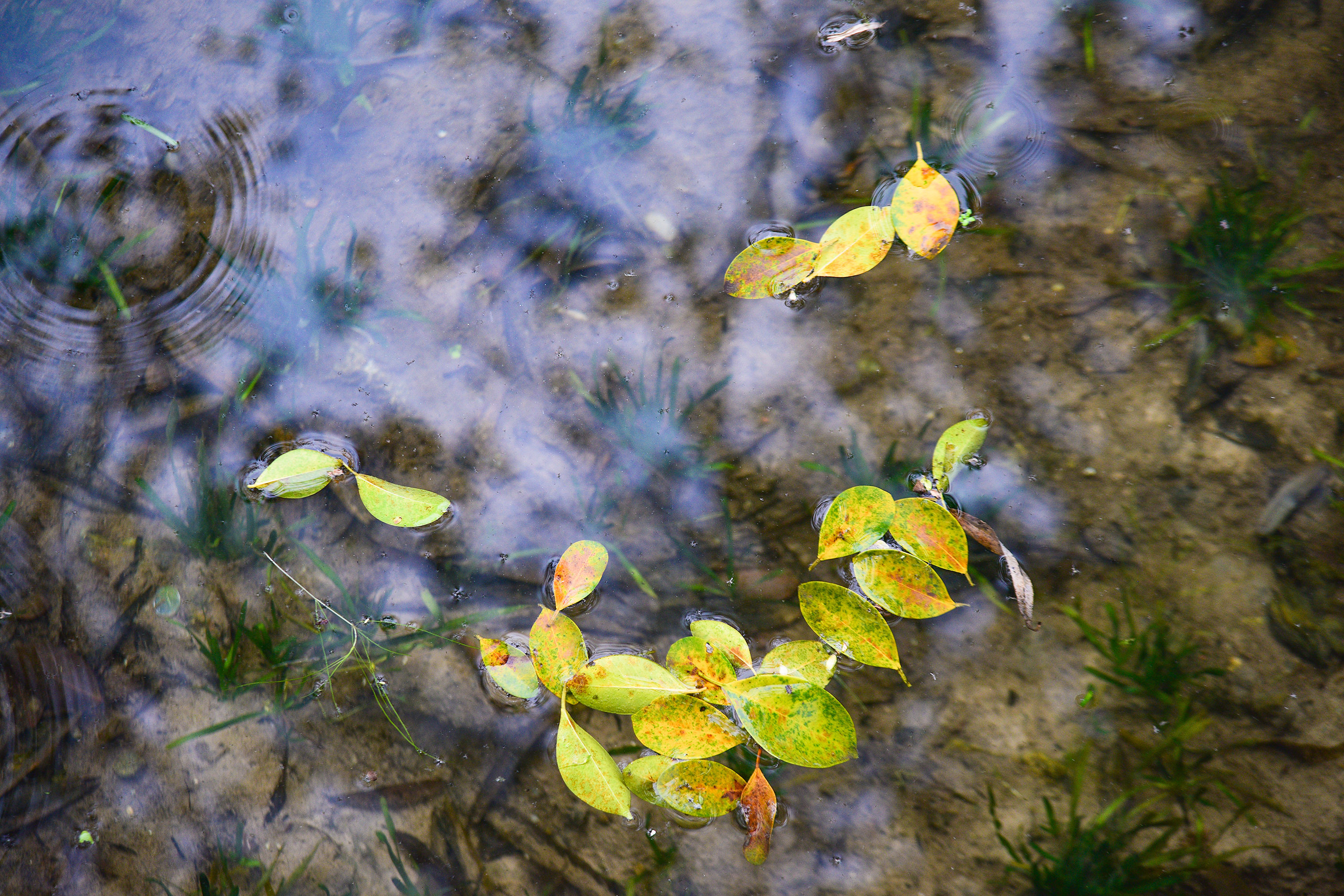 湖底的水生植物清晰可见(摄影:钟戈)