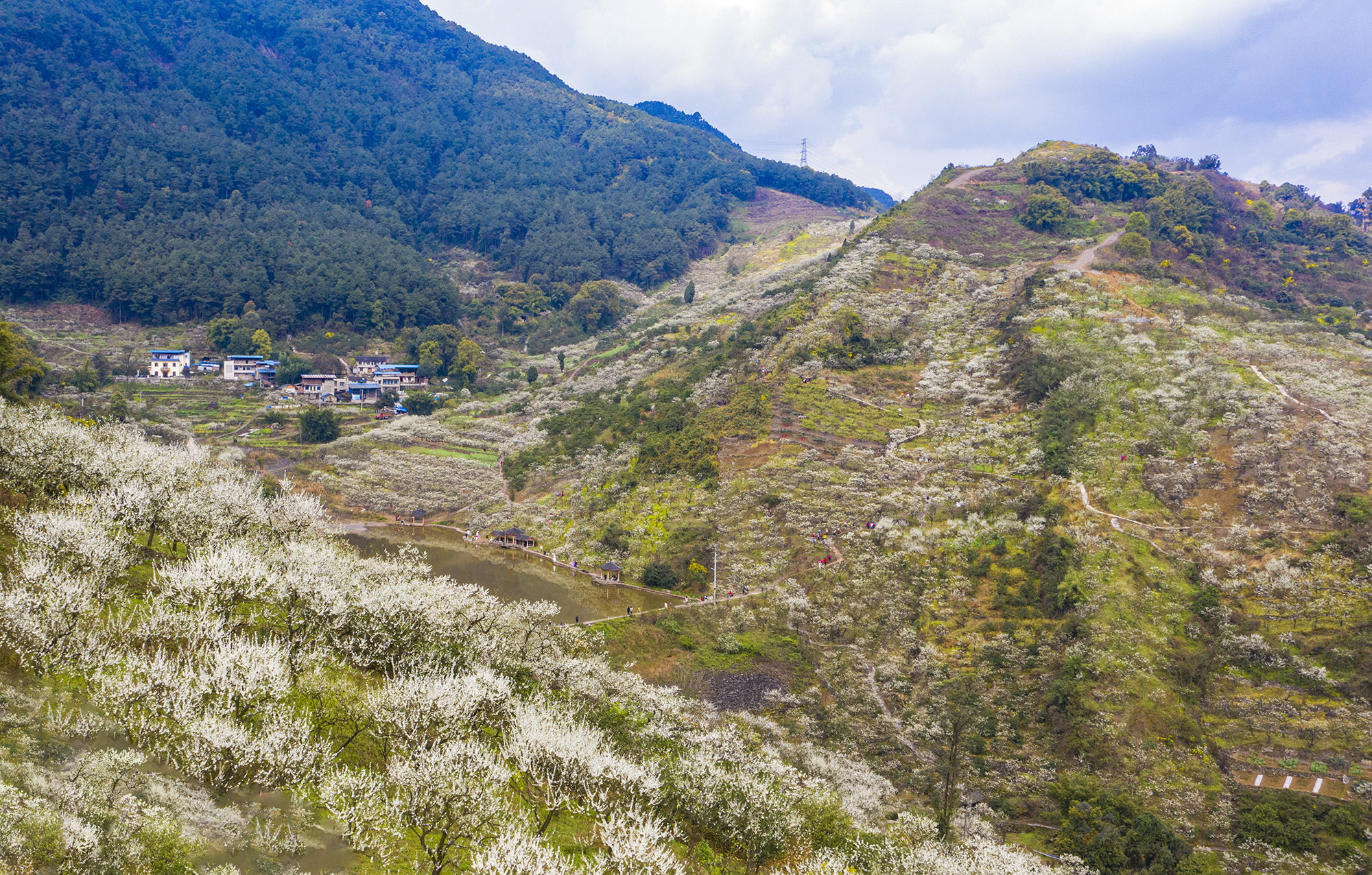 北碚区澄江镇铁厂沟漫山遍野的李花盛开,洁白似雪.(摄影:秦廷富)