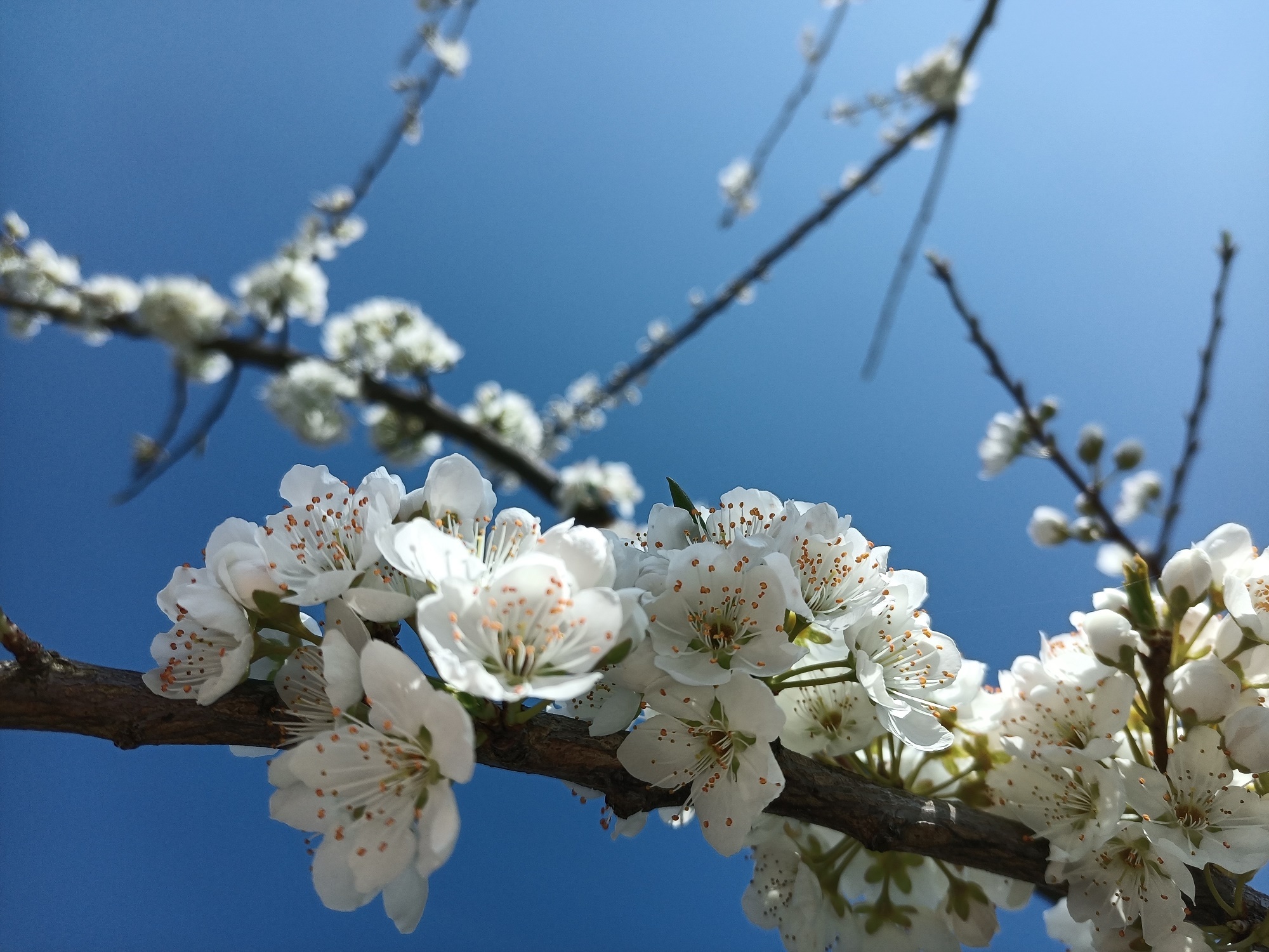 重庆巫溪三月春风惹人醉漫山李花竞相开