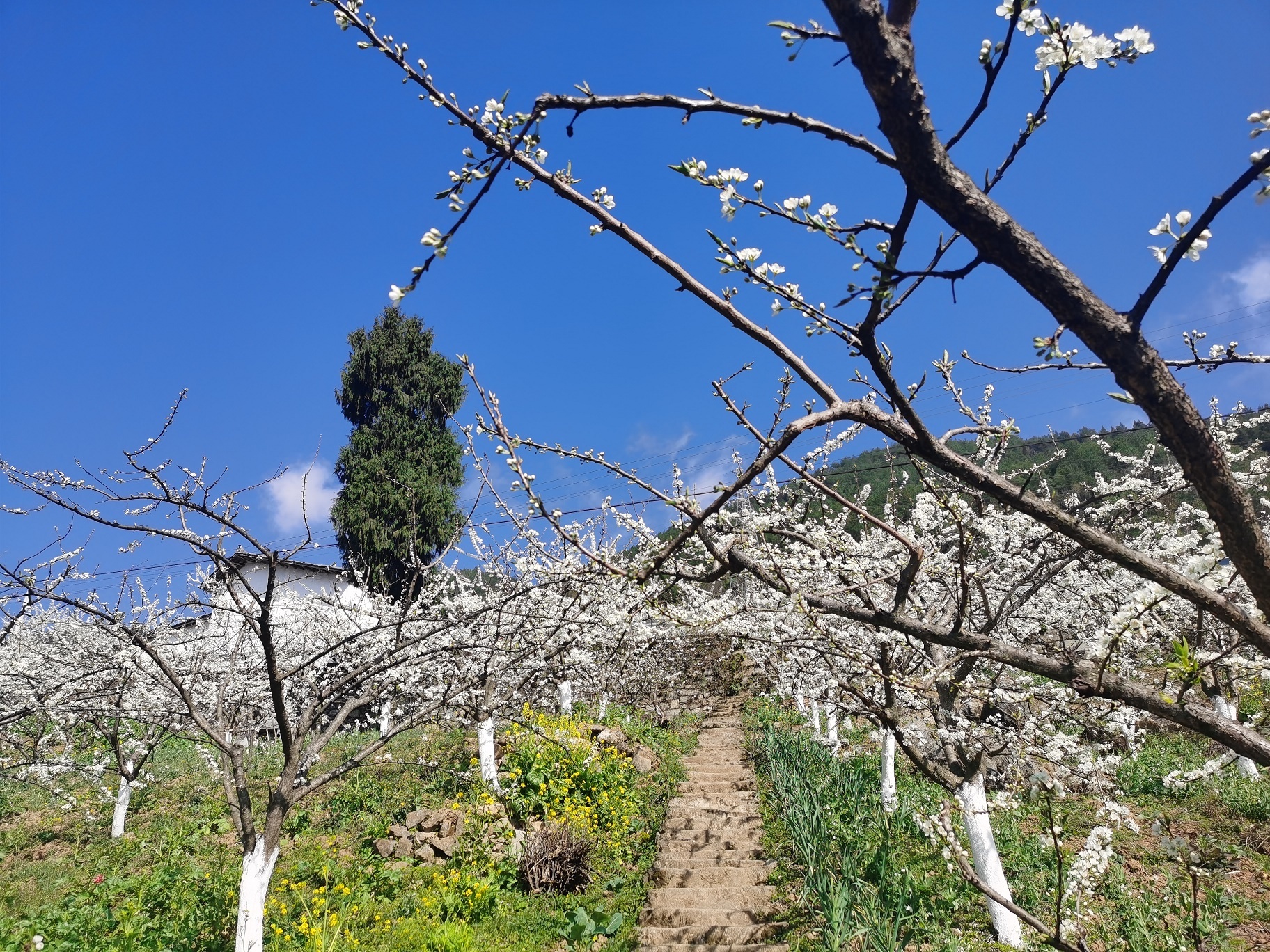 数千亩李树竞相开放,远远望去,就像白雪点缀在山间
