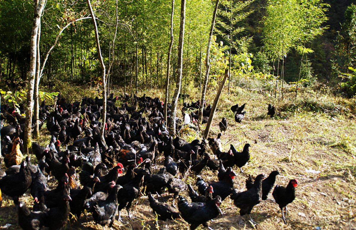 林地中放养的山地鸡,称为"林下山地鸡".(杨鹏飞摄)