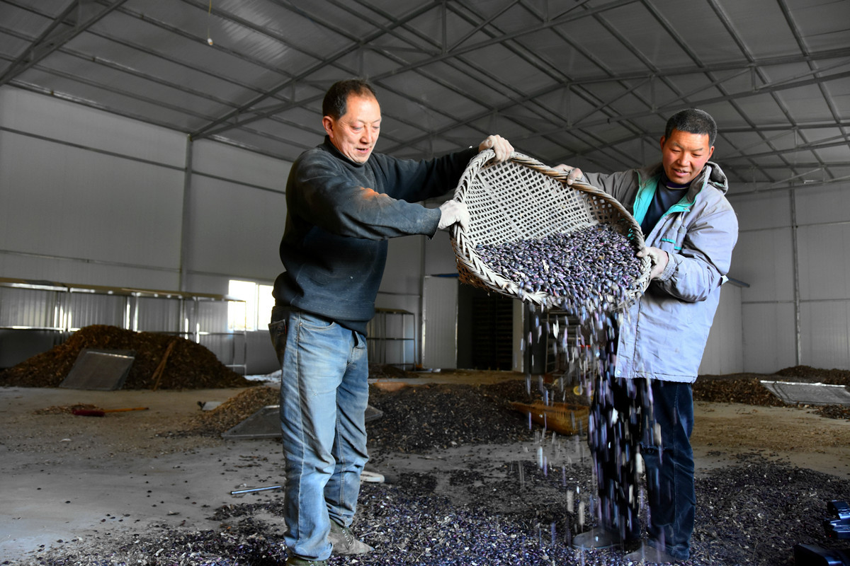 "鸡窝地"里种出的小杂粮——黑芸豆.(杨鹏飞摄)