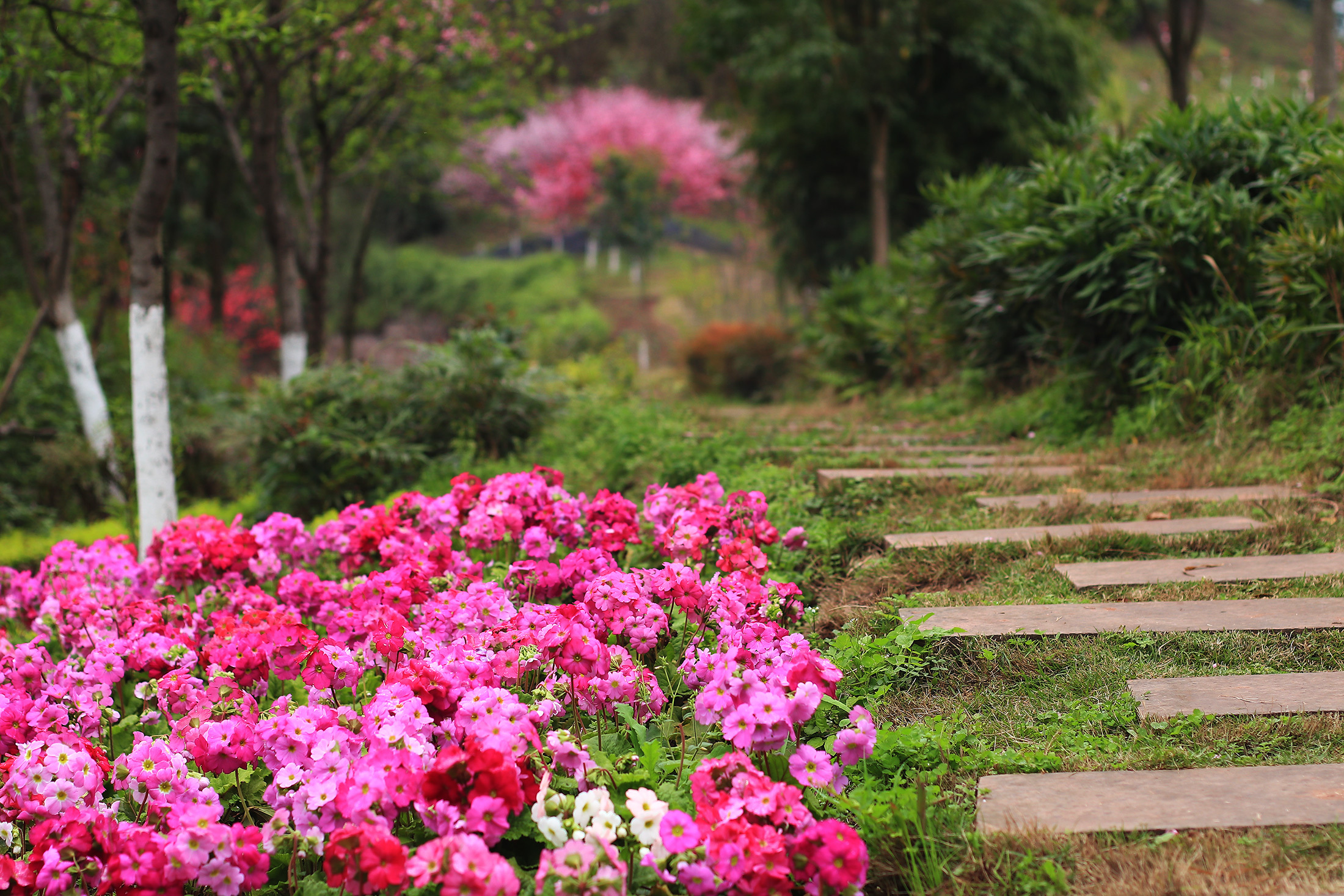 重庆大渡口各色桃花开满双山