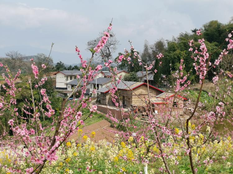 北碚三圣镇:3万株桃树静待市民认养