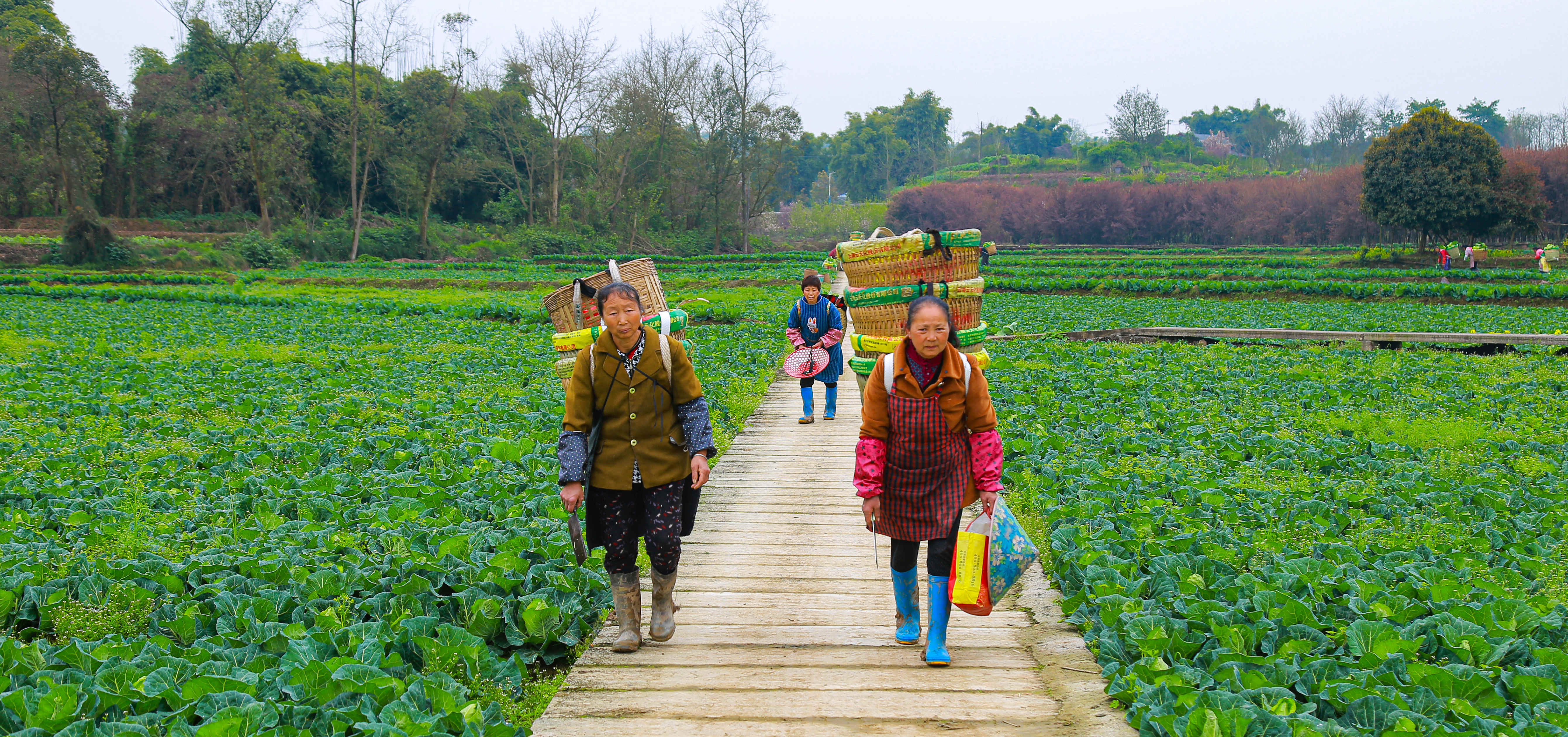 重庆璧山春风拂面万顷绿田园牧歌景象新