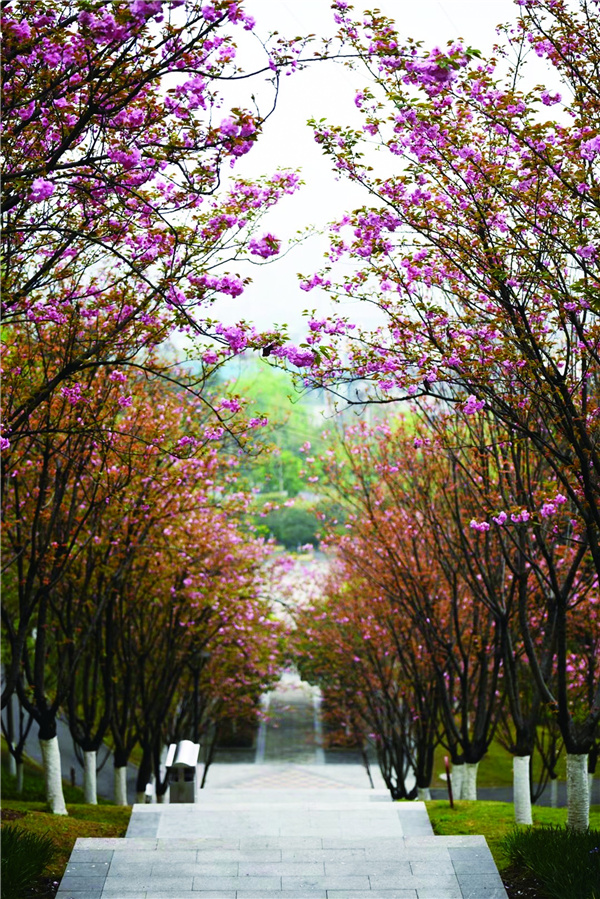 重庆园博园樱花大道图片