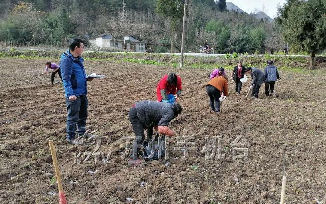 区农业农村委:强化技术支撑  提升马铃薯产业