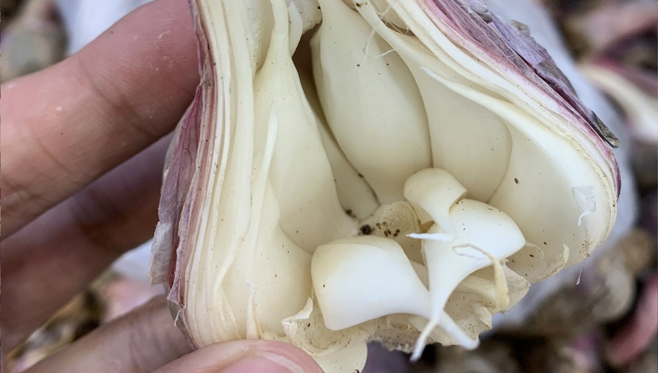 新鲜大蒜.谢天骄 摄