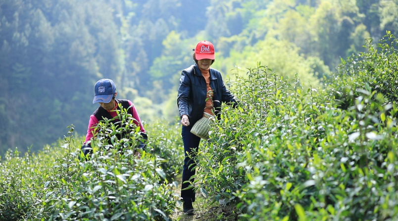 【Ayx官方网站】敦好镇龙珠村：明前茶飘香 春日采摘忙(图2)