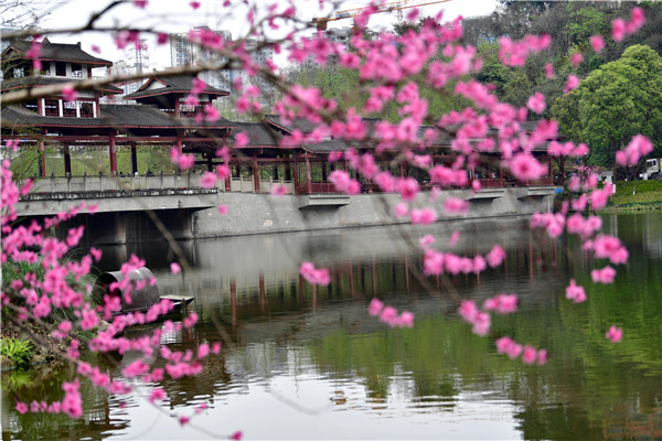 彩云湖桃花盛开，一幅幅美景映入眼帘 。（九龙报社 记者 王茂松 摄）