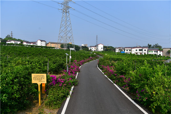 西彭真武宫村，橙里城外道路两旁鲜花盛开。（九龙报社 记者 王茂松 摄）