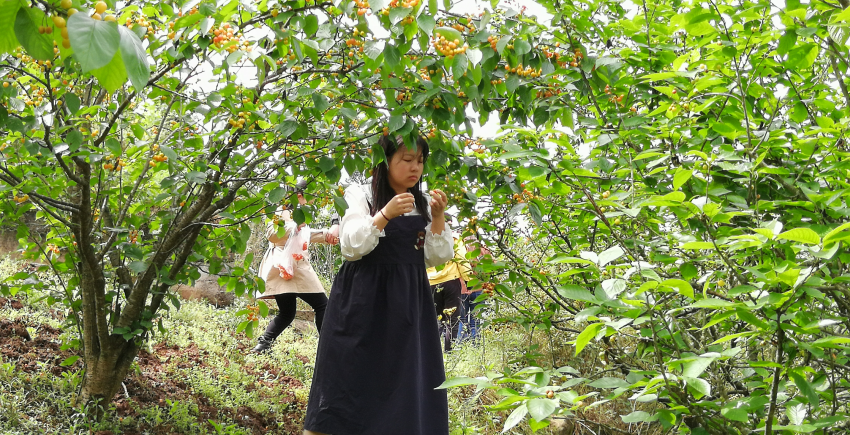 泛亚电竞官方入口_临江三星村的樱桃熟了，趁假期去采摘美味吧(图5)