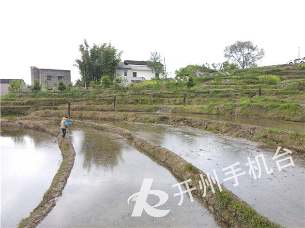 “澳门新莆京游戏app”市农科院专家来开州区指导淹水直播技术 让水稻种植更简单(图4)