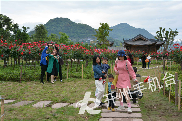 雷火电竞在线登录官网|汉丰湖北岸999棵玫瑰，向你发出浪漫邀约(图5)