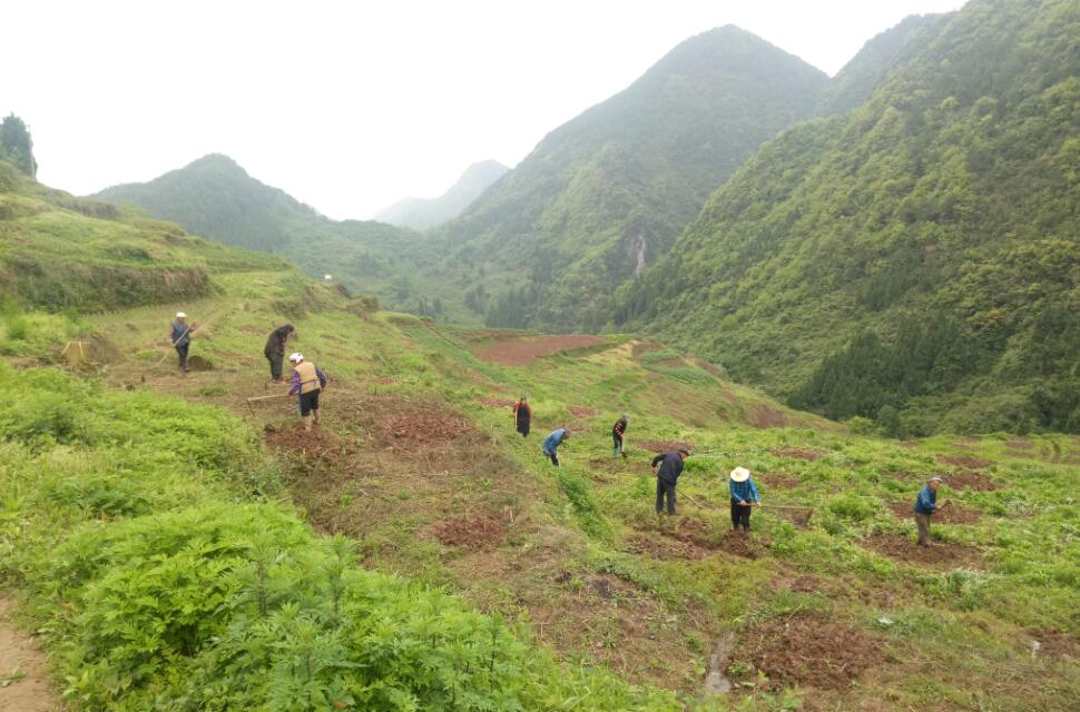 大歇鎮幹柏村引進鳳凰李將荒田荒地變