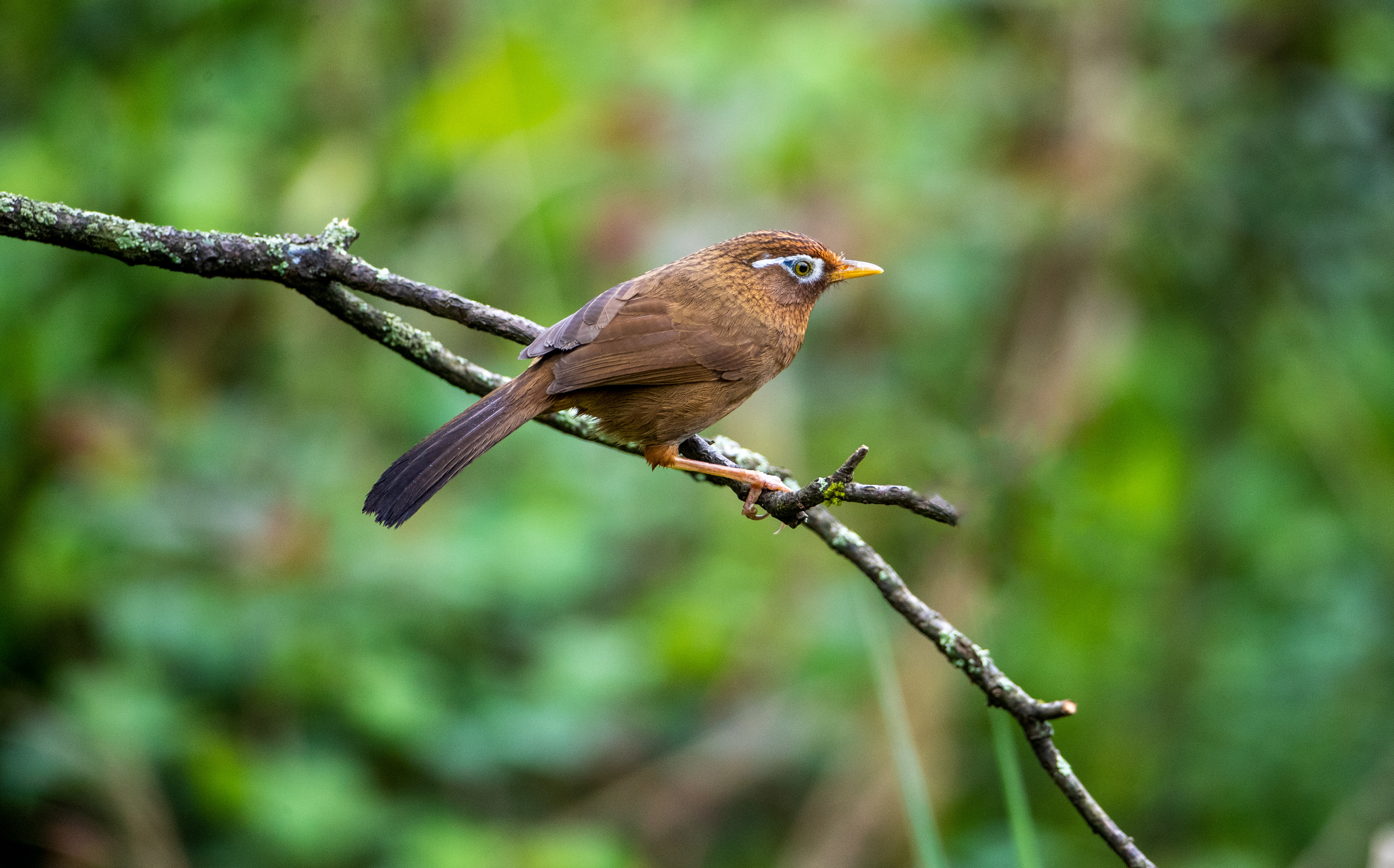 画眉停留在树枝上.