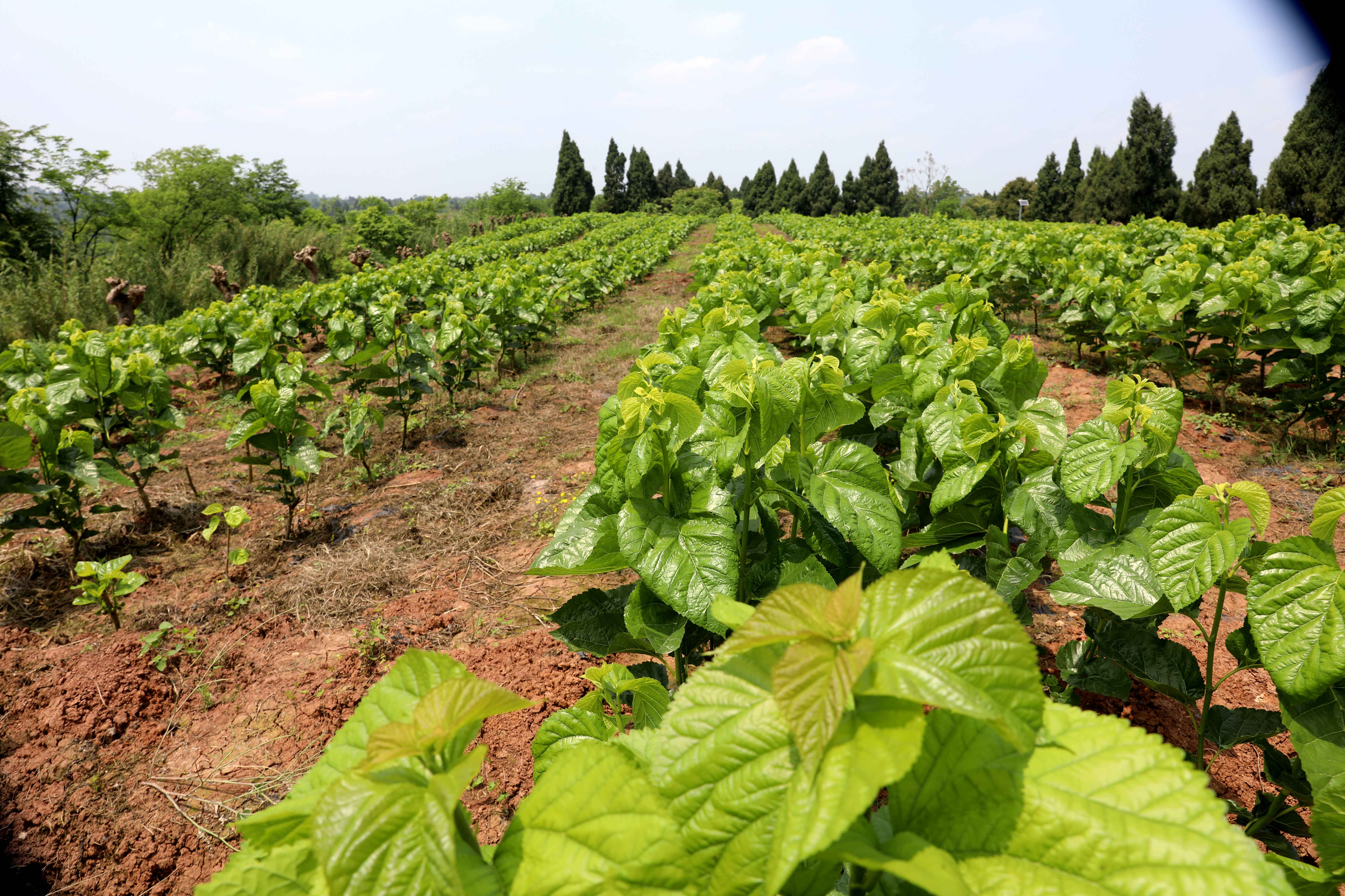 山村返乡人才蚕桑创业 引领村民走上致富路