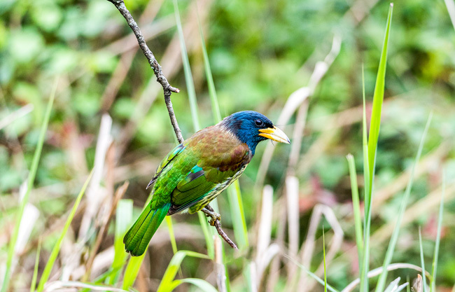 一只大拟啄木鸟停留在树枝上.瞿明斌 摄