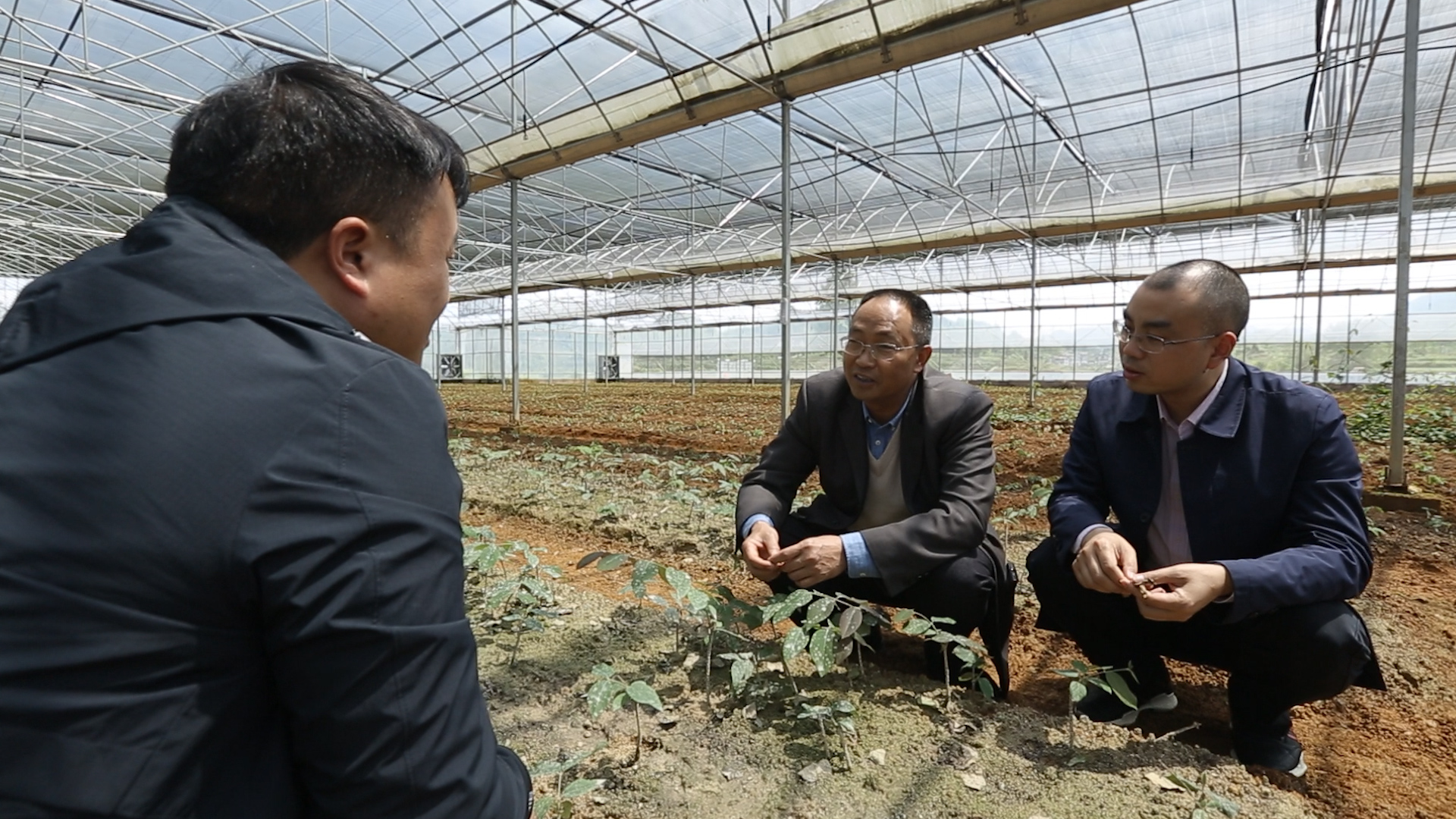 陳興福赴平口鎮山銀花育苗基地開展技術指導