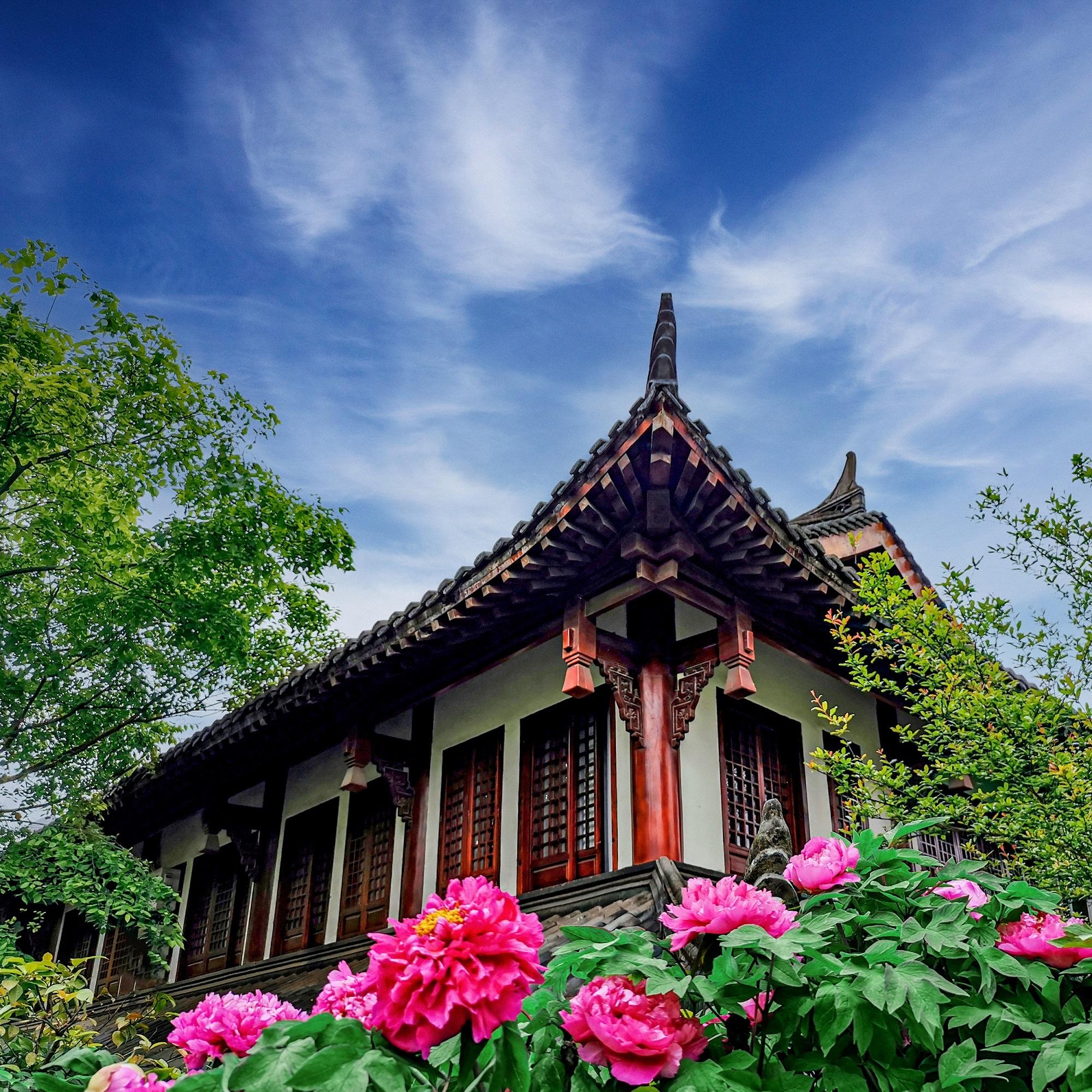 《牡丹扮楼阁》(摄影:秦定芳)