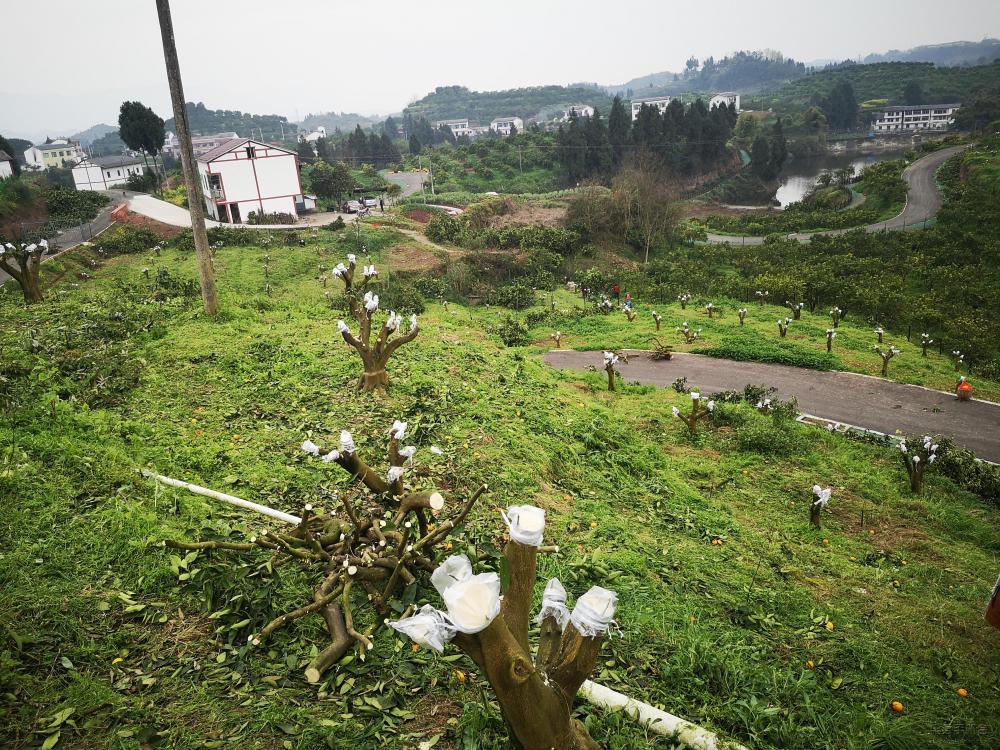 微信图片_20200319142959