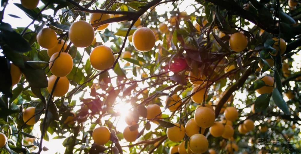 微信图片_20201216143845