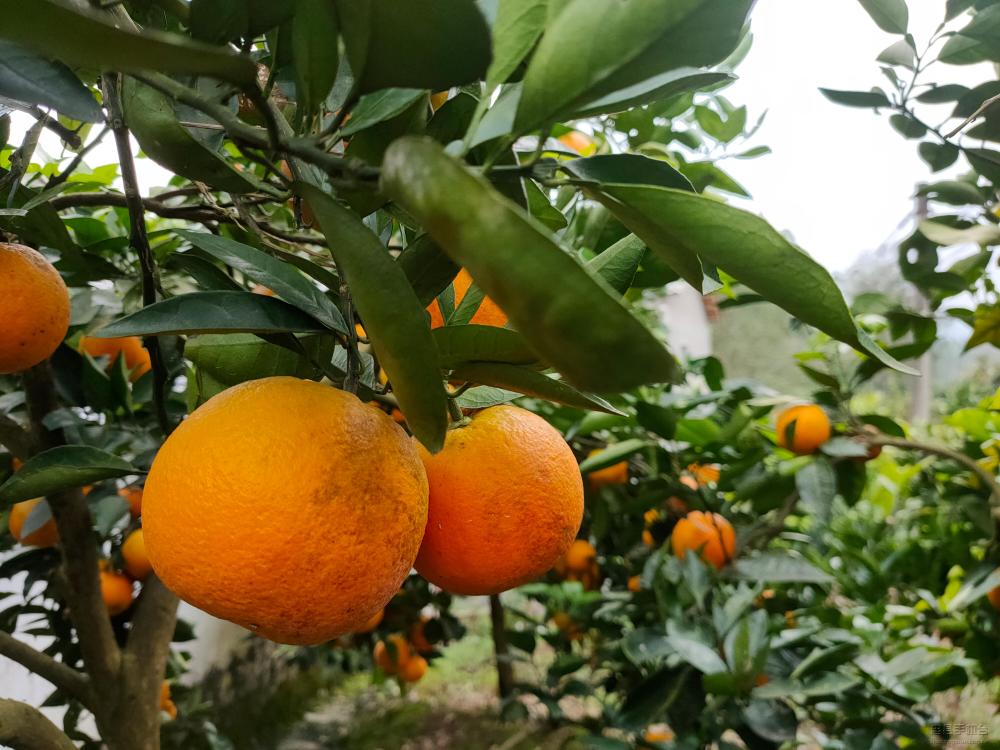 微信图片_20201130145620