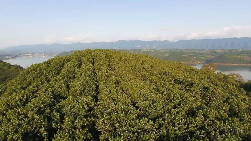 微信图片_20200120125126