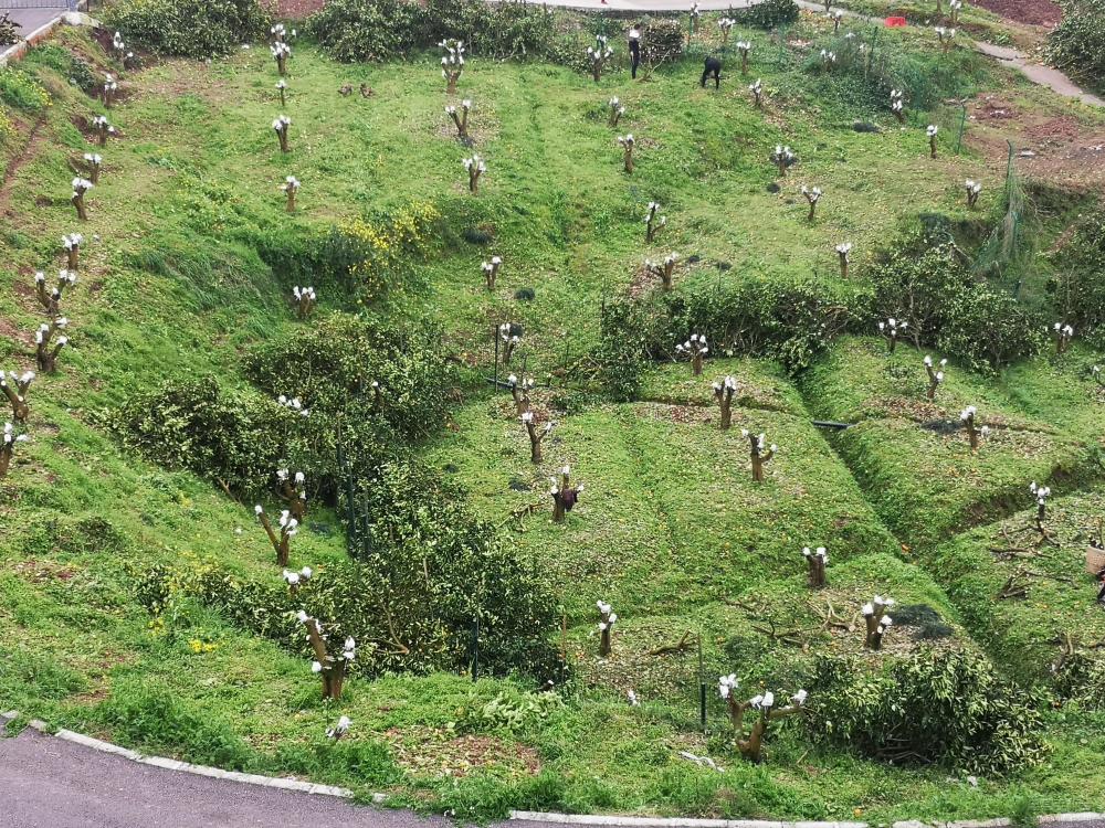 微信图片_20200319142936