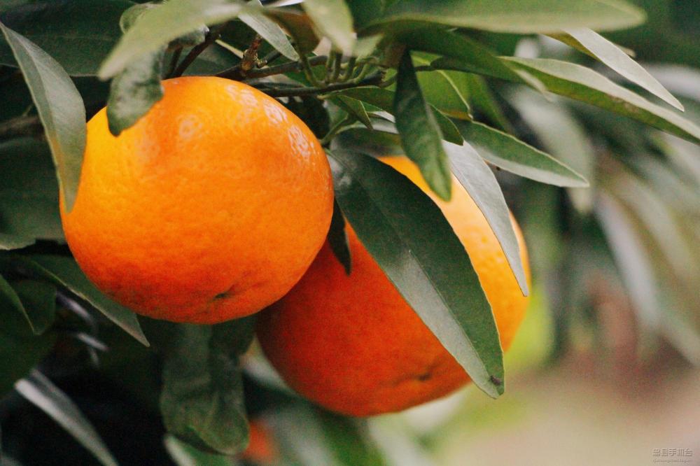 微信图片_20200219134548