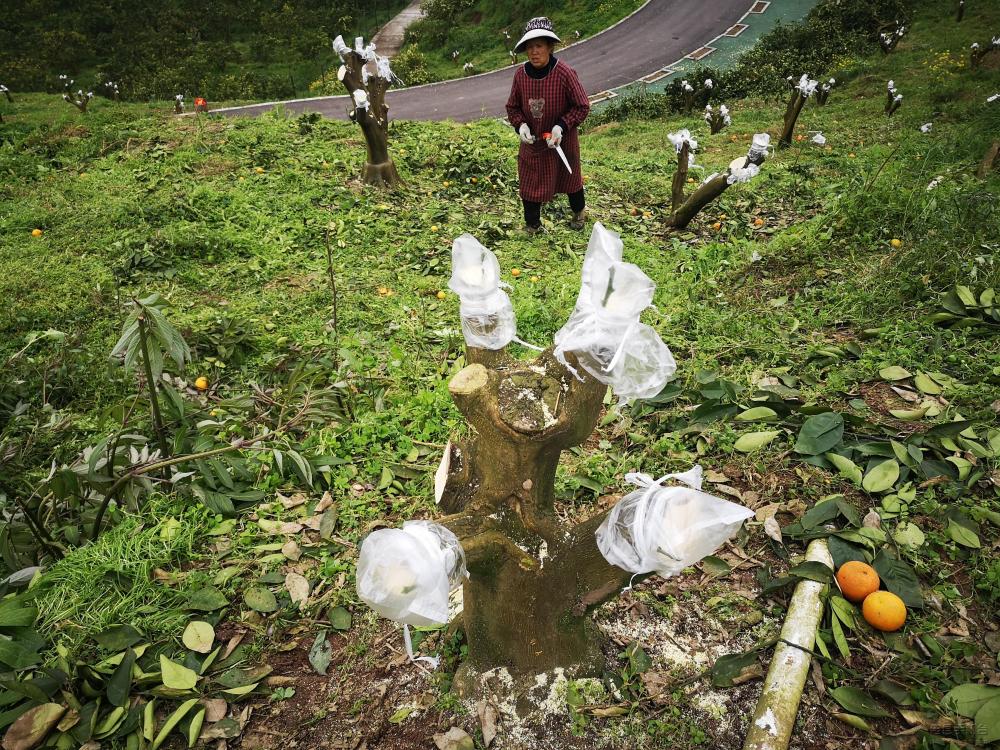 微信图片_20200319142643