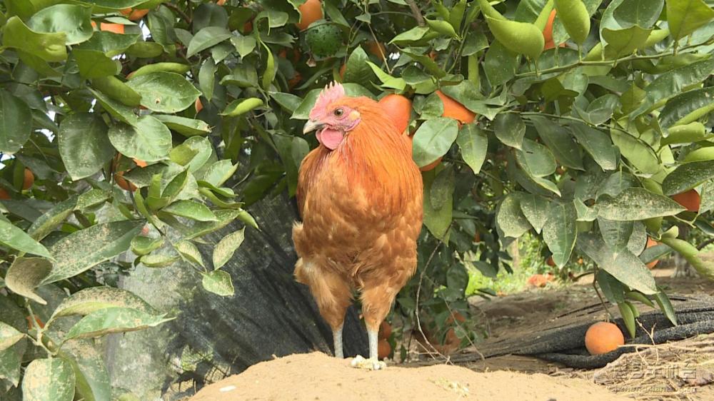 微信图片_20200116150546