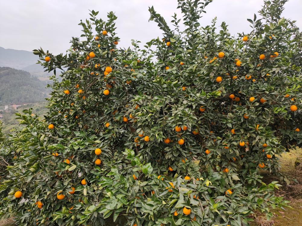 微信图片_20201130145640