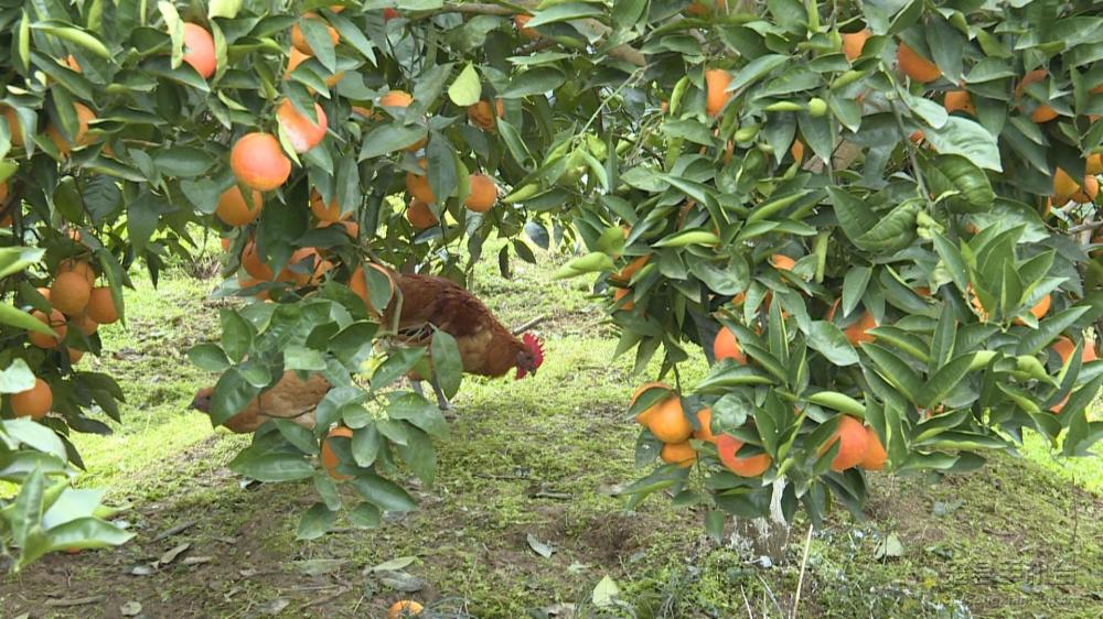 微信图片_20200116150546