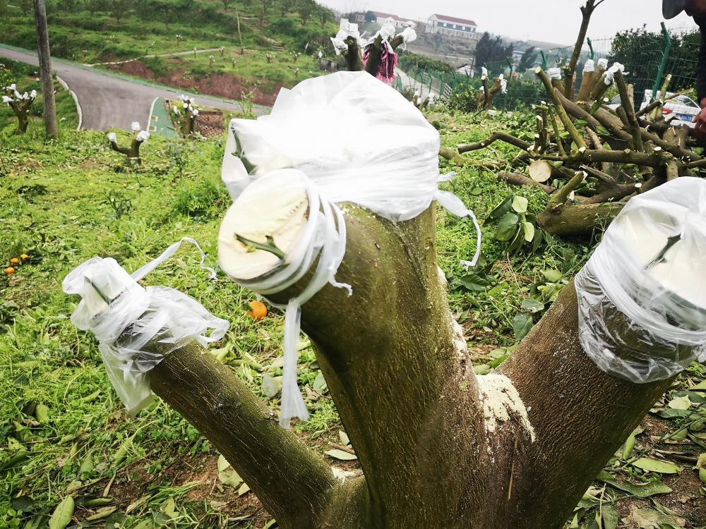 微信图片_20200319142643